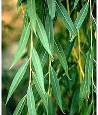 Four Globe Willow Tree Cuttings - Fast Growing Shade or Privacy - Get 4 Live Tree Plants - Globe Willow - Great for Bonsa