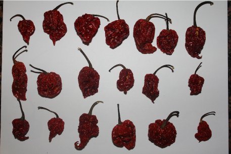 Wicked Tickle Spice Gift Set – 10 Ghost, 10 Scorpion, 10 Carolina Reaper Peppers + 2 Free Each (36 Total)