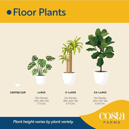 Costa Farms Fiddle Leaf Fig, Live Indoor Plant, Floor Plant