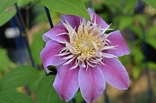 Raymond Evison Clematis - Clematis Giselle (Clematis) Perennial, pink flowers, 8`` - Size Container