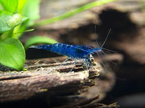 5 Live Freshwater Dream Blue Velvet Shrimp (Neocaridina davidi) - Breeding Age Adults at 1/2 to 1 Inch Long