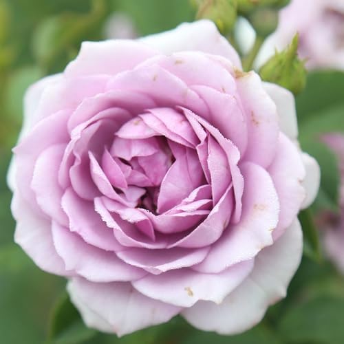 Heirloom Floribunda Roses, Live Own Root Plant, Koko Loko™ | Moderately Fragrant, Hardiness Zones: 6-10, Repeat Blooming,For Outdoor Gardens, Planters, and Pots
