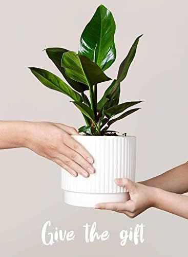 LE TAUCI Ceramic Plant Pots with Drainage Holes, Set of 3, 8+6.7+5.5 Inch Stripe Garden Planter Pots for Outdoor Indoor Plants Flower