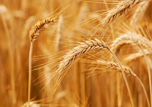 Food to Live Organic KAMUT Khorasan Wheat Berries, 5 Pounds – 100% Whole Grain, Sproutable for Wheatgrass, Non-GMO, Kosher, Bulk