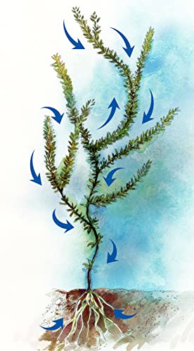 Sonar A.S. Liquid Aquatic Herbicide 1 Quart Systemic Treatment for Duckweed, Watermeal, Hydrilla, and Invasive Pond Weeds, EPA Approved