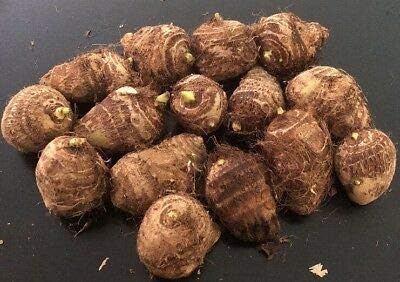 3 Live Bulbs Colocasia gigantea Thailand Giant Thai Elephant Ear Huge Taro Leaf