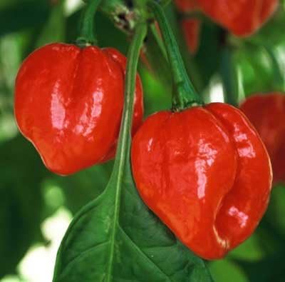 Live Plant- Aji Dulce #2 Pepper (3 plants),Venezuelan Heirloom,Sweet,Flavorful -Rare