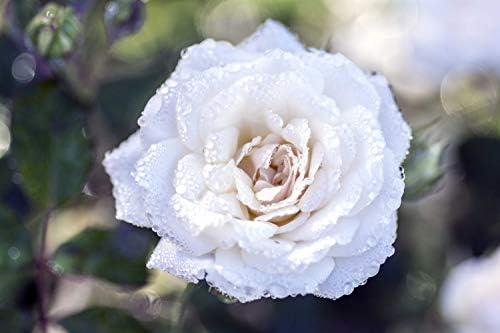 Drift Roses - Rosa Peach Drift (Rose) Rose, double peach flowers, #2 - Size Container