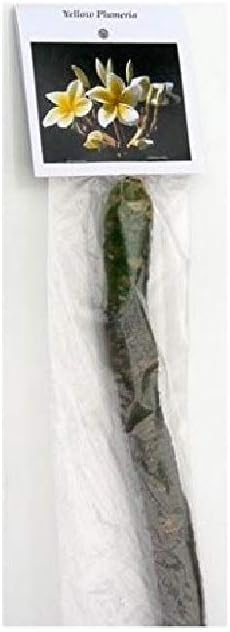 Live Plants Yellow Plumeria Cuttings Hawaiian 2pk