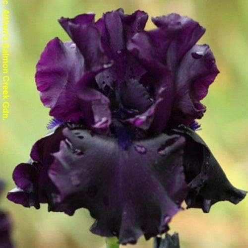 Raven Girl Bearded Iris, Black Flowering Plant, Root Start, Rhizome, Bulb, Simply Beautiful Flowering Perennial