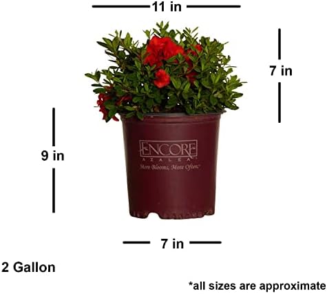 Encore Azalea Autumn Embers (1 Gallon) Red - Orange Flowering Shrub - Full Sun Live Outdoor Plant