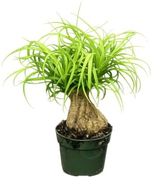 Ponytail Palm Live Plant by United Nursery Indoor House Plant for Home, Patio, or Office Decor (Plant Pot, 10-inch Pot)