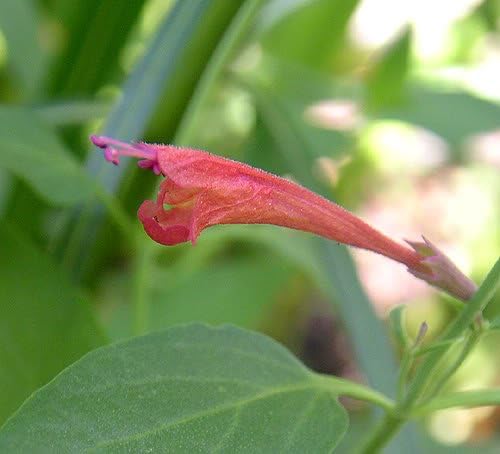 30 RED AGASTACHE 'Heather Queen' Hummingbrid Mint Hyssop Flower Herb Seeds