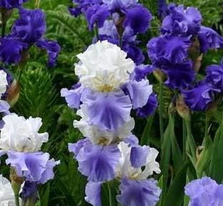 (1) Beauty Blue Mix Bearded Iris, Root Start, Rhizome, Bulb, Simply Beautiful Flowering Perennial