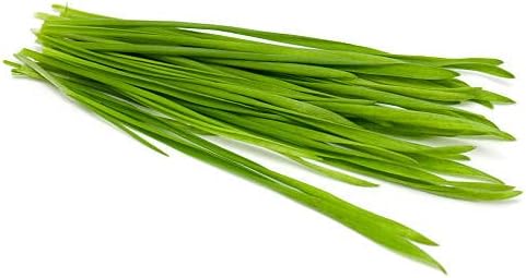 Todd's Seeds Hard Red Wheatgrass Seeds, 5 lb Bulk – Non-GMO | Hard Red Winter Wheat variety. Bulk 5 lb supply. High germination rate. Grow in soil or hydroponics. USA packed.