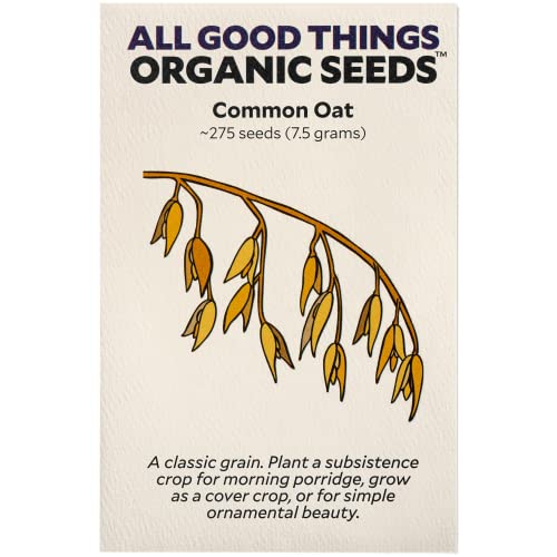All Good Things Organic Hard Red Spring Wheat Seeds for Planting: 200 Count | Classic Bread-Baking Wheat, High-Protein Hard Red Kernels, Homestead Grain Plot Staple, Doubles as Cover Crop, Non-GMO