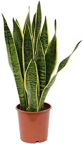 American Plant Exchange Snake Plant – Medium 6-Inch Pot Yellow Sansevieria Trifasciata, Drought-Tolerant, Air-Purifying Live Houseplant for Home