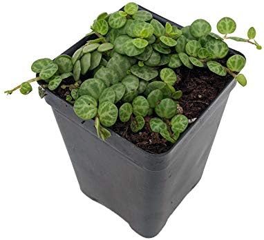 String of Hearts/Turtles/Peace Sign/Cross - Peperomia prostrata- 2.5" Pot