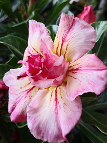 New!! U.S. Seller 50 Fresh Desert Rose Seeds Mixed Colors Adenium Desert Rose 50 Pack Single and Multi Colored Flowers Fresh Seeds