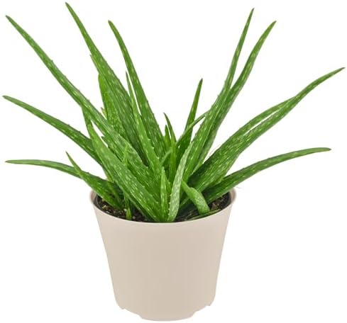 Arcadia Garden Products Live Aloe Vera Succulent Easy Indoor Houseplant in Plastic Pot, Air Purifying Ornamental Plant Gift for Home and Garden Decor