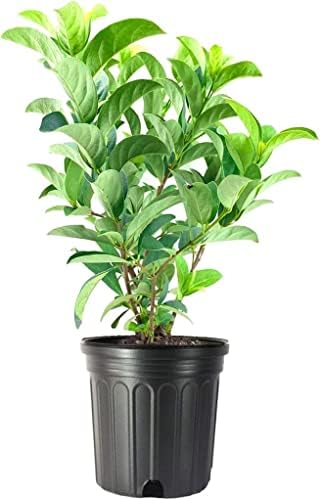 Viburnum Odoratissimum | 20 Live Plants | Fast Growing Shrub, Dense Evergreen Foliage, Fragrant White Flowers, Privacy Hedge, Low Maintenance, Drought Tolerant, Year-Round Interest