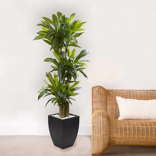 Nearly Natural 5.5ft. Corn Stalk Dracaena with Black Wash Planter
