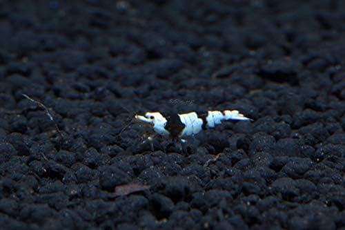Live Freshwater Aquarium Shrimp - Caridina (Crystal Red Shrimp S-SSS Grade, 5 Pack)