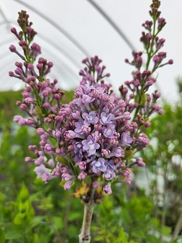Proven Winners - Syringa x Bloomerang Dark Purple (Reblooming Lilac) Shrub, dark purple flowers, #3 - Size Container