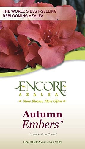 Encore Azalea Autumn Embers (1 Gallon) Red - Orange Flowering Shrub - Full Sun Live Outdoor Plant