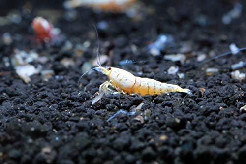 Live Freshwater Aquarium Shrimp - Caridina (Crystal Red Shrimp S-SSS Grade, 5 Pack)