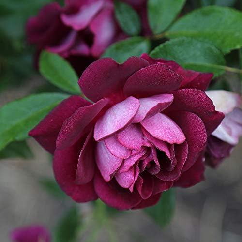 Heirloom Shrub Roses, Live Own Root Plant, Burgundy Iceberg™