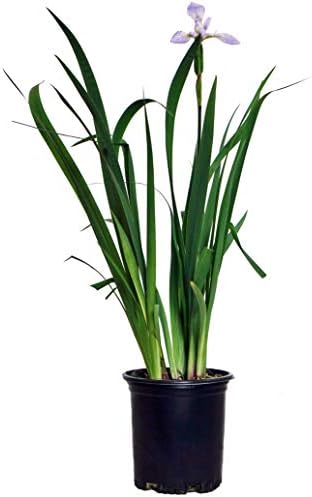 Iris versicolor (Northern Blue Flag Iris) Perennial, blue flowers, 1 - Size Container