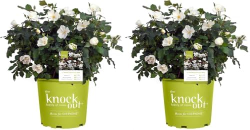Knock Out 2 Gal. White Rose Shrub