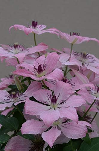 Raymond Evison Clematis - Clematis Giselle (Clematis) Perennial, pink flowers, 8`` - Size Container