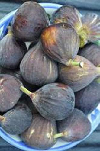 Chicago Hardy Fig Fruit Tree- Premium Size