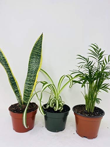 House Plant Collection - Parlor Palm, Spider Plant, Snake Plant