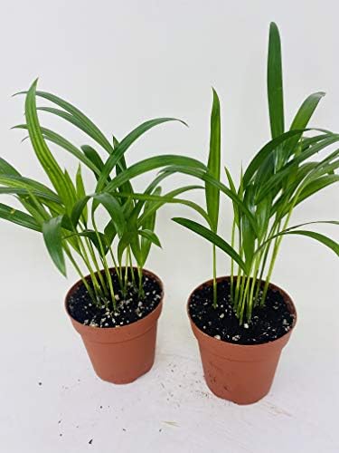 Two areca Palm plant Dypsis lutescens 4'' pot Easy to grow!! unique from Jmbamboo