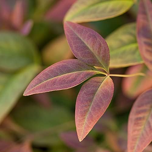 Southern Living 2 Gal. Blush Pink Nandina Shrub