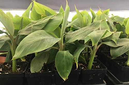 Manzano Apple Banana Plant ***Rare*** Live Manzano Apple Banana Tree