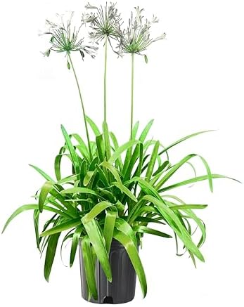 Agapanthus Africanus Getty White | 60 Live Plants | Evergreen Perennial, Summer Blooms, Long-Lasting Flowers, Low Maintenance, Container Friendly, Dramatic Foliage, Pollinator Friendly