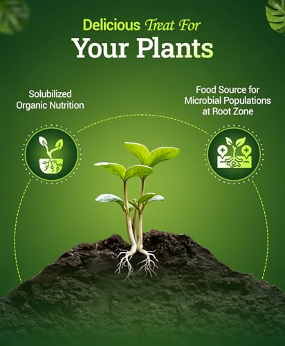 FoxFarm Bush Doctor Bembé Sweet & Dandy Liquid Plant Fertilizer - Complex Nutrient Blend - 0-1-3 PK Fertilizer for In-Ground & Hydroponic Gardens - 1 Quart