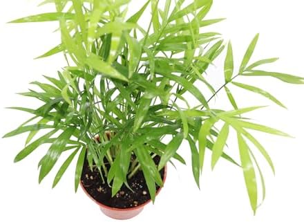Victorian Parlor Palm (Neanthe Bella Palm) - 4'' from California Tropicals