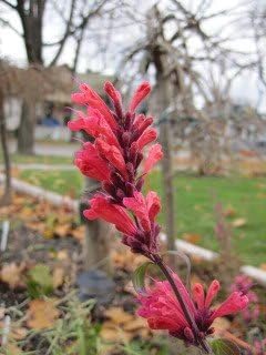 30 AGASTACHE Mix Agastache Aurantiaca Flower Seeds
