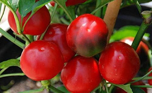 Red Sweet Cherry Pepper Seed 50 Counts, COOL BEANS N SPROUTS Brand. Home Gardening.