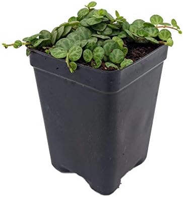 String of Hearts/Turtles/Peace Sign/Cross - Peperomia prostrata- 2.5" Pot