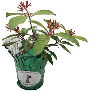 Scarlet Firebush - Hamelia Patens - Live Shrub Plant -Florida Native - Orange Red Flower - 8-10 Inches Tall - 4 Inch Pot