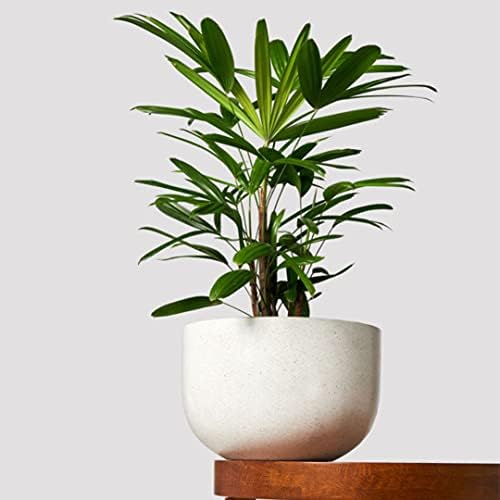 American Plant Exchange Lady Palm – 6-Inch Pot – Live Easy Care Indoor Houseplant, Air-Purifying, Low-Light Tropical Palm for Home, Office