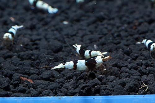 Live Freshwater Aquarium Shrimp - Caridina (Crystal Red Shrimp S-SSS Grade, 5 Pack)