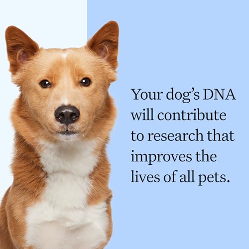 Wisdom Panel Breed Discovery Dog DNA Testing Kit - Most Accurate Dog Breed Identification - Test for 430+ Breeds, MDR1 Health Test, Ancestry