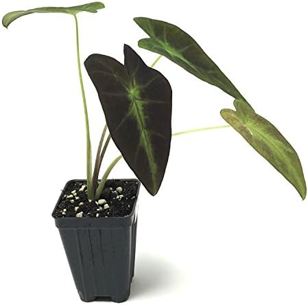 Thailand Giant Elephant Ear Live Plant - Colocasia gigantea by Wellspring Gardens - Elephant Ear Plant, Colocasia Gigantea, Elephant Ear Plant Live, Exotic Elephant Plant, Tropical Garden Design Ideas